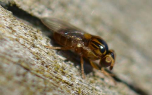Réf. 319 251 : Thaumatomyia notata